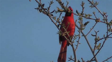 Cardinal In Backyard Singing Youtube