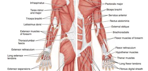 Applied Anatomy Refresher Upper Limb Anatomy And Injuries Acquirecpd