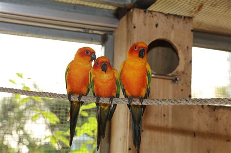 Papegaaien Parrot Kleurrijke Paar Gratis Foto Op Pixabay Pixabay