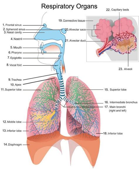 Respiratory Organs Human Respiratory System Respiratory System