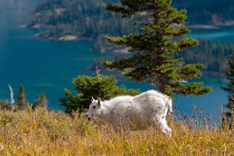Baby Mountain Goat By Hidden Lake Glacier National Park Montana Oc