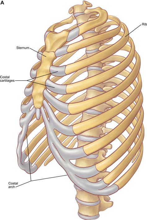 O bones—spine, ribs, clavicles, scapulae, humeri. The Anatomy of the Ribs and the Sternum and Their ...