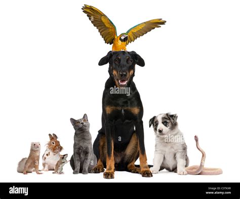 Portrait Of Group Of Pets In Front Of White Background Stock Photo Alamy