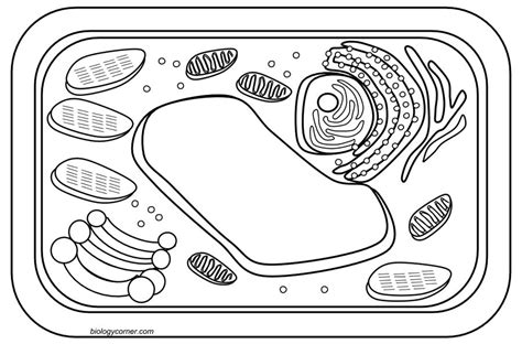 Marvelous design inspiration cells coloring pages 14 pics photos animal cell coloring sheet learning home science cell animal cell chart animal cell colouring worksheet animal cell coloring b page in style. Cell Coloring Page - Coloring Home