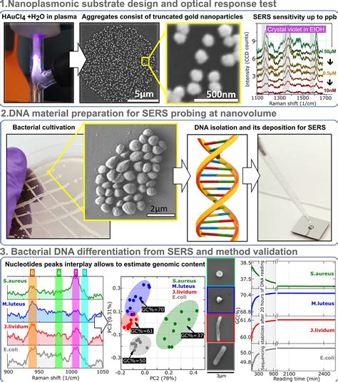 Bacterial DNA Recognition By SERS Active Plasma Coupled Nanogold Nano