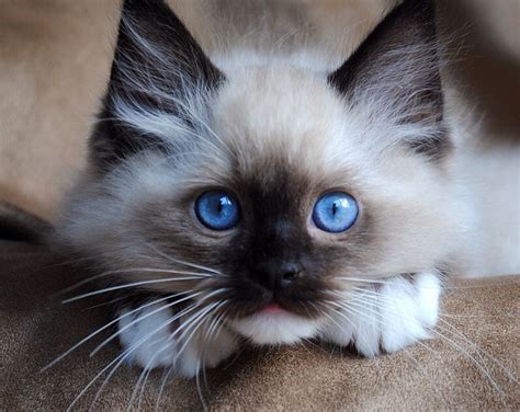 Ragdoll Kitten Cute