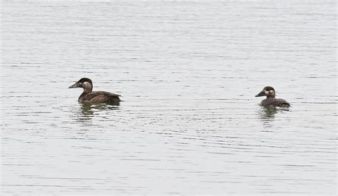 ebird checklist 18 nov 2023 hornsby bend hote 037 32 species 1 other taxa