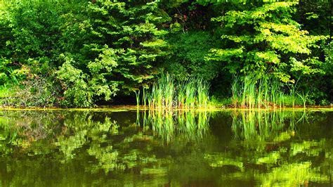 Free Images Tree Nature Swamp Branch Sunlight Leaf Flower Lake