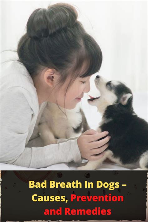 Bad Breath In Dogs Causes Prevention And Remedies Bad Breath Dogs