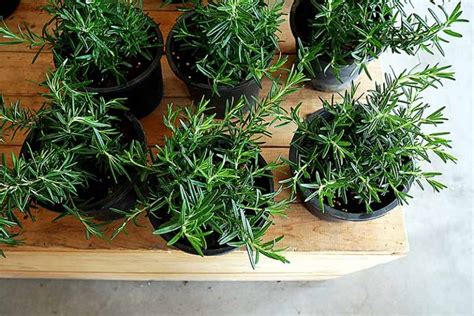 How To Protect Rosemary Plants In The Winter Gardeners Path