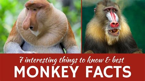 Monkeys 7 Fun Facts About Primate Animals And Mammals Youtube