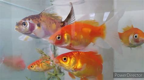 Goldfish Laying Egg Fregnant Goldfish Youtube