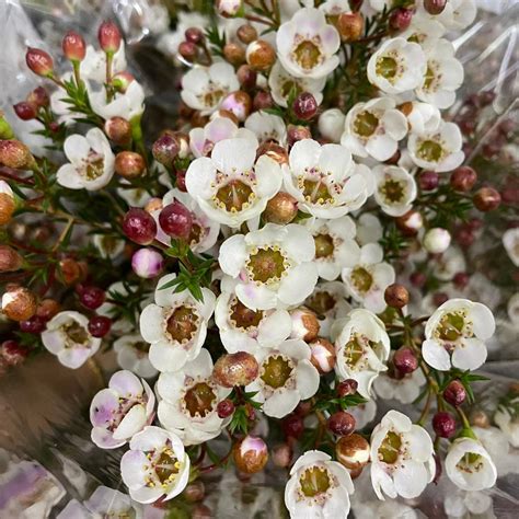 Wax Flower Moonlight Delight White 50cm Australia