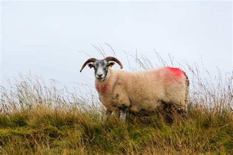 Scottish Blackface Sheep Stock Photos Pictures And Royalty Free Images