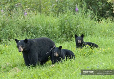 Wild American Black Bear With Cubs Walking In Flowering And Grassy