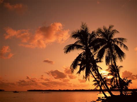 Nature Palm Trees Sea Sunset Wallpapers Hd Desktop And Mobile Backgrounds