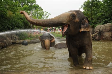 Asian Elephants Cincinnati Zoo And Botanical Garden