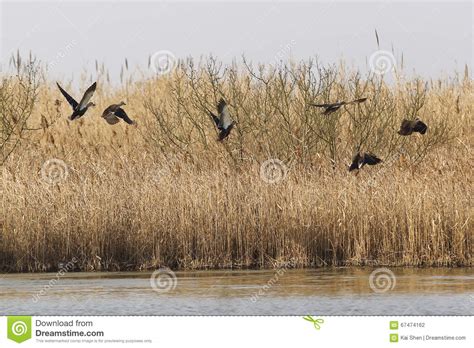 The Birds Flying Over The Wetlands Stock Photo Image Of