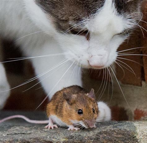 Wie Viele Mäuse Fängt Eine Katze Am Tag information online
