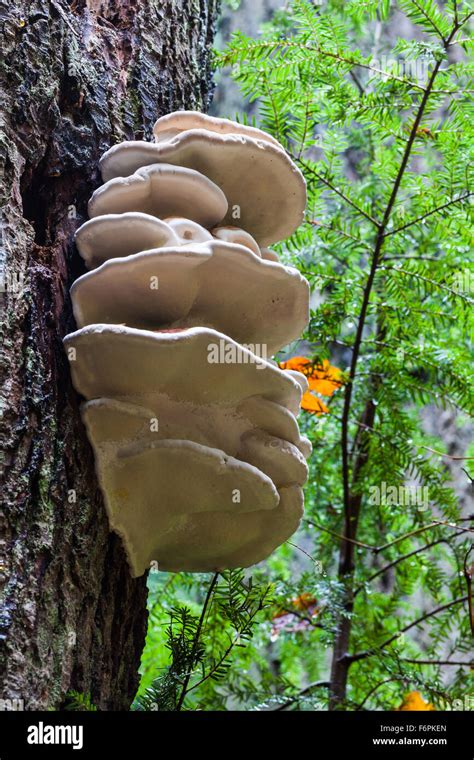 Large White Fungus Growing On The Side Of A Tree Trunk In A Temperate