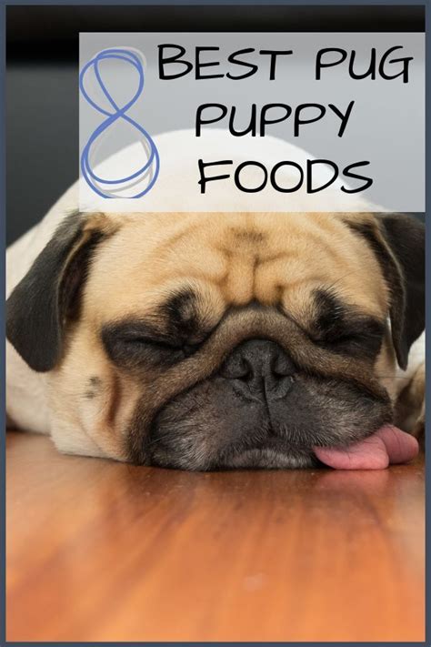 This puppy food contains 37% protein and 9% fat. 8 Best Pug Puppy Foods with Our 2020 Pug Feeding Guide ...