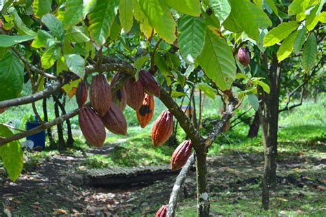 The Future Of Cocoa Production In Nigeria An Account Of Adegeyes