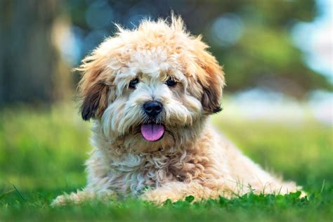 Shih Poo Dog Breed Information And Characteristics Daily Paws