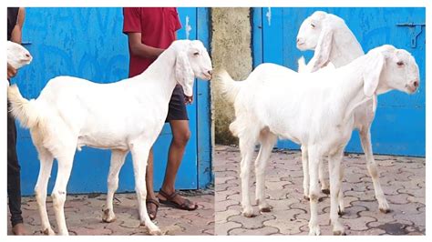 Sojat Khassi Goat Jodi Full White At Star Goats Farm Asif Std Youtube