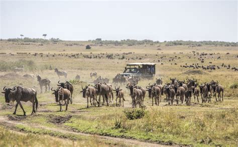 Weather In Masai Mara National Reserve Kenya Safari Tours