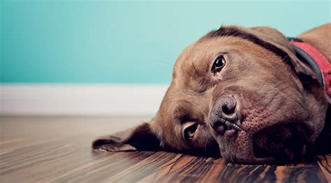 Signs Of Depression In Dogs