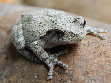 Gray Tree Frog Care Guide Pictures Lifespan And More Hepper