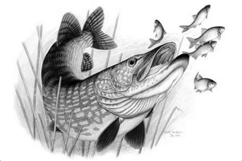 Abu 'd dhur or abu dhur ~ the father of the indefinite. Pin by Linda Weatherall on Pike fish | Pinterest | Fish and Pike fishing