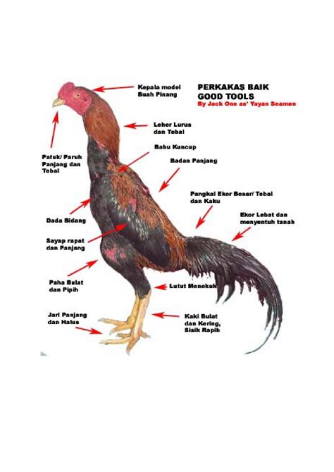 (DOCX) Bagian Tubuh ayam Jantan - DOKUMEN.TIPS