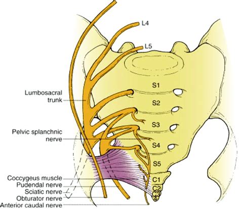 Sacral Nerve Compression Abba Humananatomy