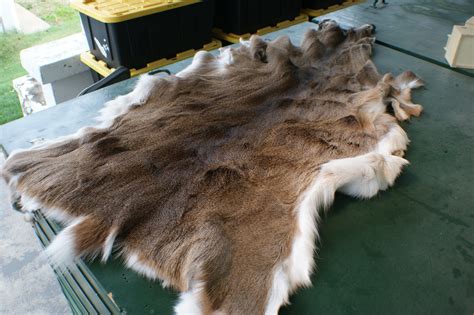 Nice Whitetail Deer Hide Hair On Leather W Ears Tanned Buckskin