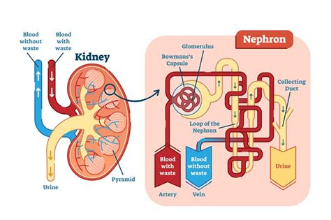 The Main Kidney Function Symptoms Test And Diseases Apollomedics