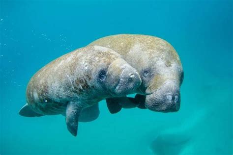 10 Interesting Facts About Florida Manatees