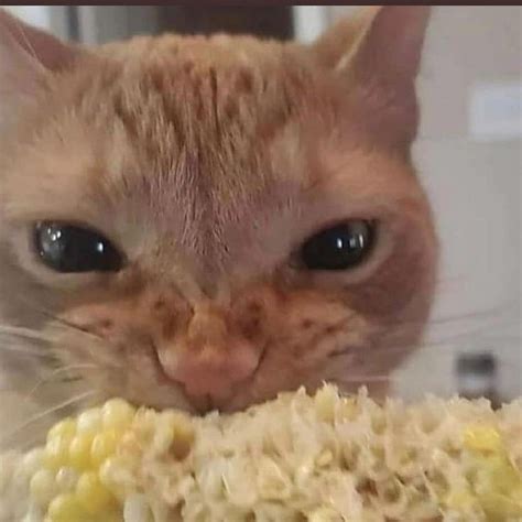 Cats Eating Corn On The Cob 🌽 Ghibli Community