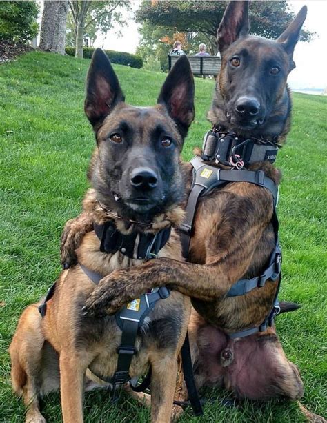 Twitter Working Dogs Military Working Dogs Military Dogs