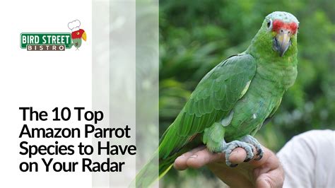The 10 Top Amazon Parrot Species To Have On Your Radar Bird Street Bistro