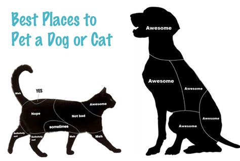 The head, chin and neck are often her favorites. FARK.com: (7965182) Cats are just like your girlfriend ...