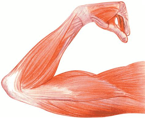 Muscles In The Body Diagram Muscle Diagram Ive Labelled The