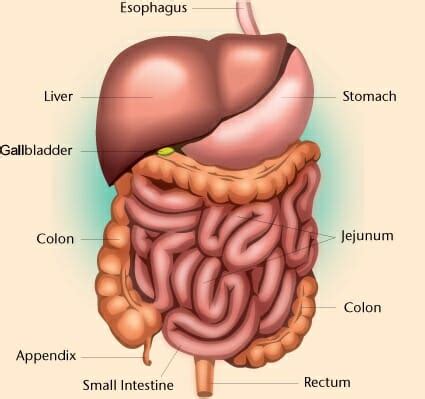 Unit three — abdominal organs, pelvis & lower limb. Abdominal Cavity - Definition and Organs | Biology Dictionary