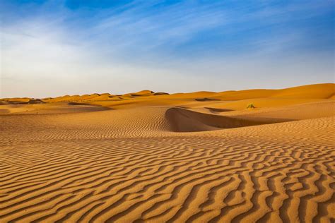 Desert Precipitation Plant And Animal Life