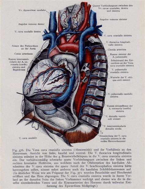 heart diagram templates sample  format