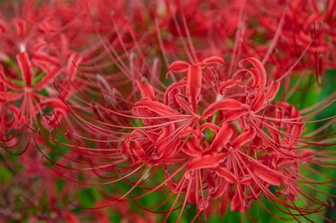 Jul 30, 2021 · the official birth flowers for august. Flowers That Mean Love After Death / 24 Rose Colors ...