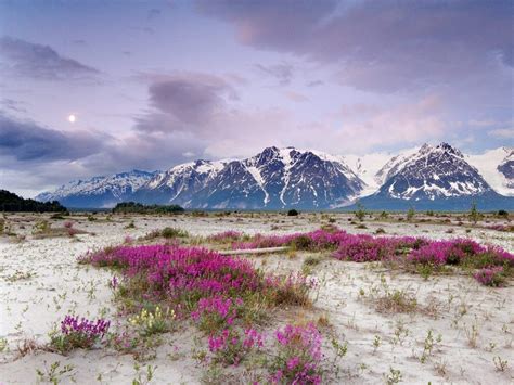 Field Of Flowers Mountain Snow Who Could Ask For More Tundra