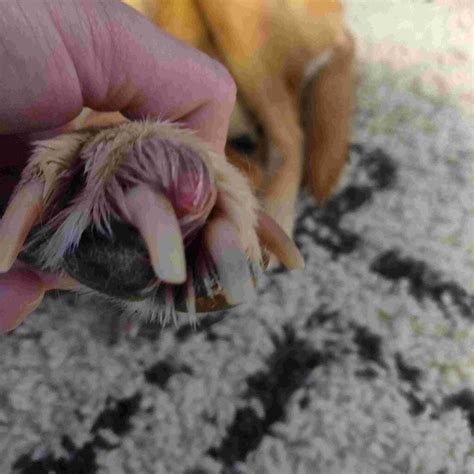 Swelling And Irritation On Her Paw Around The Nail Petcoach