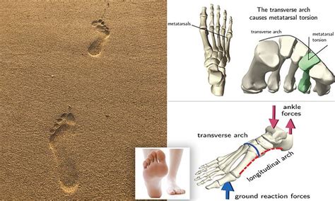 Overlooked Arch In The Foot May Be The Key To How Humans Are Able To