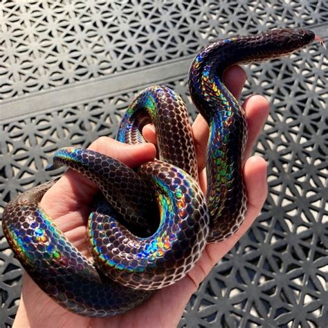 In Pics Iridescent Snake Goes Viral Ahead Of Pride Month